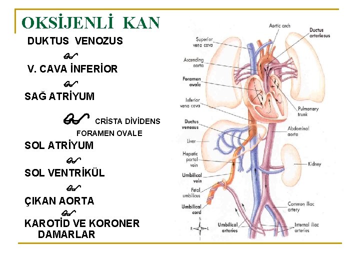 OKSİJENLİ KAN DUKTUS VENOZUS V. CAVA İNFERİOR SAĞ ATRİYUM CRİSTA DİVİDENS FORAMEN OVALE SOL
