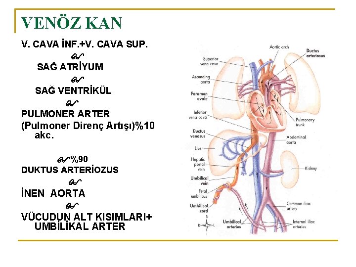 VENÖZ KAN V. CAVA İNF. +V. CAVA SUP. SAĞ ATRİYUM SAĞ VENTRİKÜL PULMONER ARTER