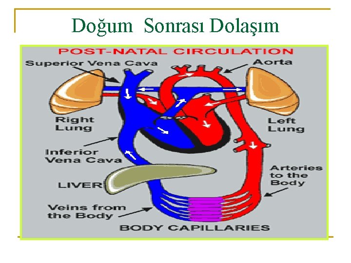 Doğum Sonrası Dolaşım 