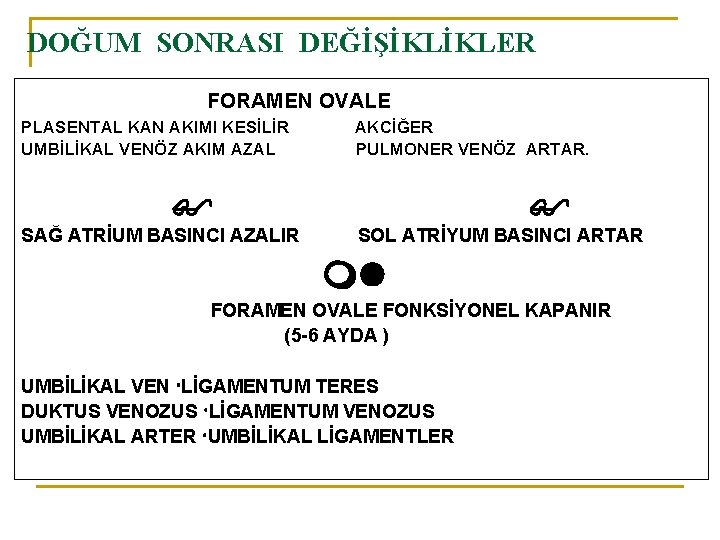 DOĞUM SONRASI DEĞİŞİKLİKLER FORAMEN OVALE PLASENTAL KAN AKIMI KESİLİR UMBİLİKAL VENÖZ AKIM AZAL AKCİĞER