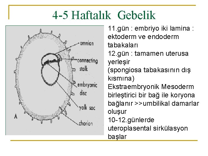 4 -5 Haftalık Gebelik 11. gün : embriyo iki lamina : ektoderm ve endoderm