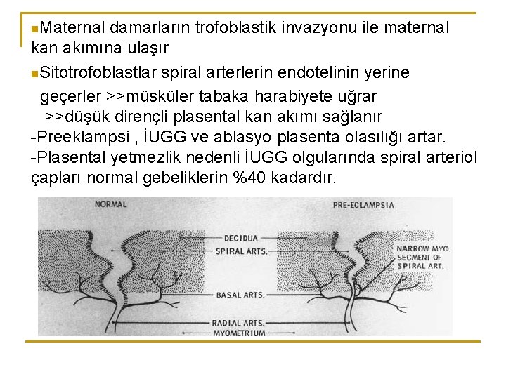 n. Maternal damarların trofoblastik invazyonu ile maternal kan akımına ulaşır n. Sitotrofoblastlar spiral arterlerin