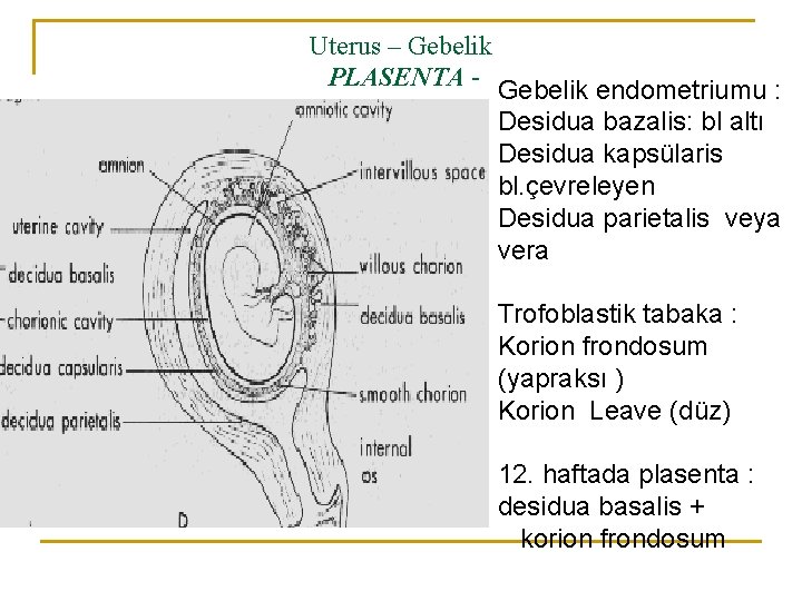 Uterus – Gebelik PLASENTA - Gebelik endometriumu : Desidua bazalis: bl altı Desidua kapsülaris