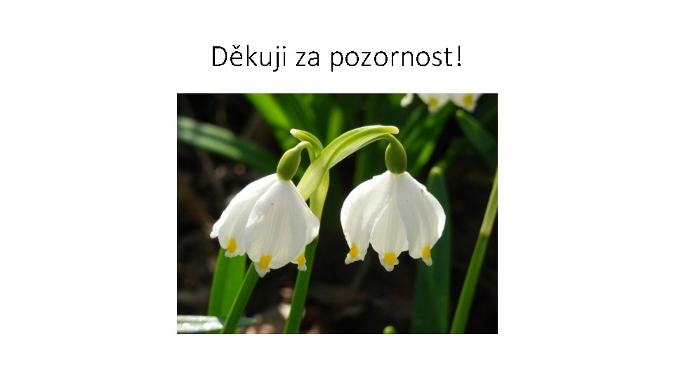 Děkuji za pozornost! 