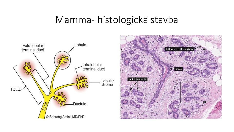 Mamma- histologická stavba 