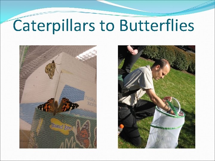 Caterpillars to Butterflies 