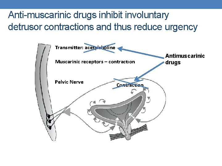 Anti-muscarinic drugs inhibit involuntary detrusor contractions and thus reduce urgency Transmitter: acetylcholine Muscarinic receptors