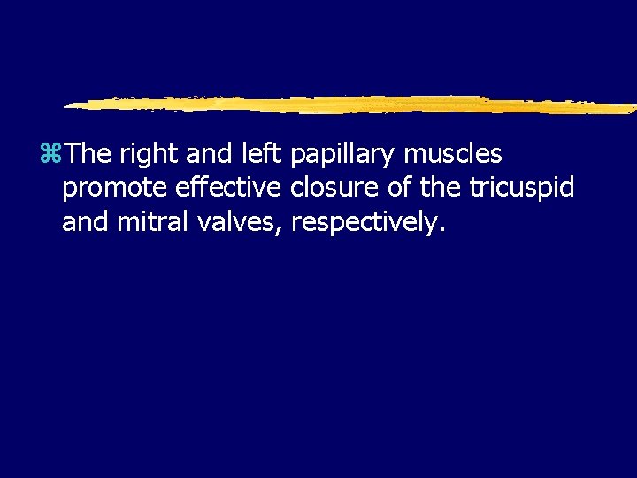 z. The right and left papillary muscles promote effective closure of the tricuspid and