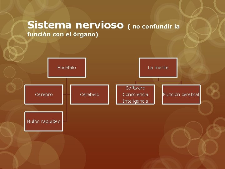 Sistema nervioso ( no confundir la función con el órgano) Encéfalo Cerebro Bulbo raquideo