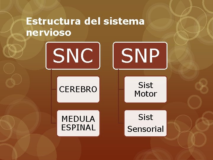 Estructura del sistema nervioso SNC CEREBRO MEDULA ESPINAL SNP Sist Motor Sist Sensorial 