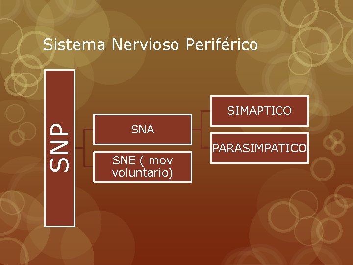 Sistema Nervioso Periférico SNP SIMAPTICO SNA SNE ( mov voluntario) PARASIMPATICO 