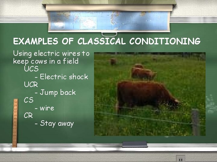 EXAMPLES OF CLASSICAL CONDITIONING Using electric wires to keep cows in a field UCS