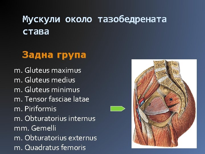 Мускули около тазобедрената става Задна група m. Gluteus maximus m. Gluteus medius m. Gluteus