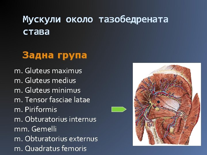Мускули около тазобедрената става Задна група m. Gluteus maximus m. Gluteus medius m. Gluteus