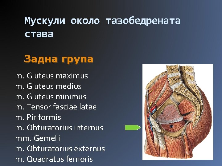 Мускули около тазобедрената става Задна група m. Gluteus maximus m. Gluteus medius m. Gluteus