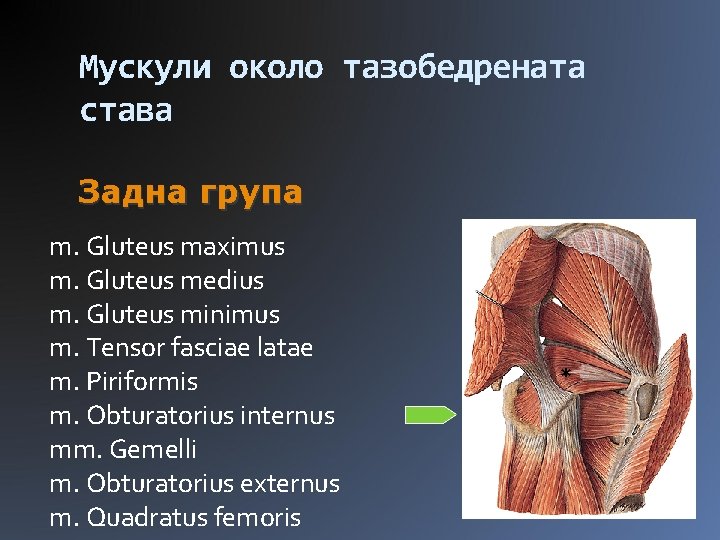 Мускули около тазобедрената става Задна група m. Gluteus maximus m. Gluteus medius m. Gluteus