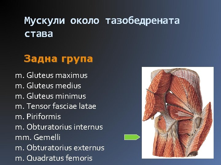Мускули около тазобедрената става Задна група m. Gluteus maximus m. Gluteus medius m. Gluteus
