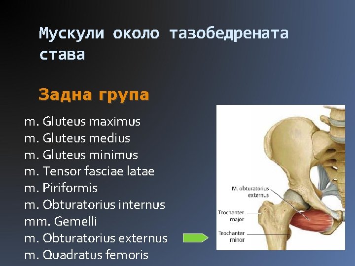 Мускули около тазобедрената става Задна група m. Gluteus maximus m. Gluteus medius m. Gluteus