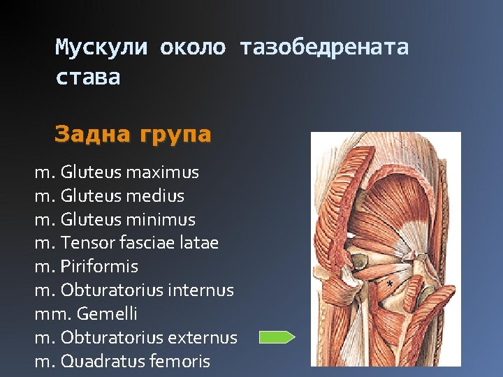 Мускули около тазобедрената става Задна група m. Gluteus maximus m. Gluteus medius m. Gluteus
