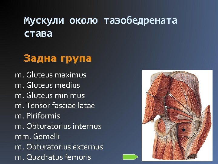Мускули около тазобедрената става Задна група m. Gluteus maximus m. Gluteus medius m. Gluteus