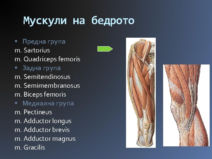 Мускули на бедрото Предна група m. Sartorius m. Quadriceps femoris Задна група m. Semitendinosus