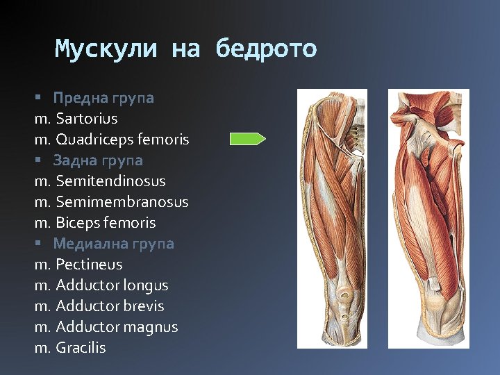 Мускули на бедрото Предна група m. Sartorius m. Quadriceps femoris Задна група m. Semitendinosus