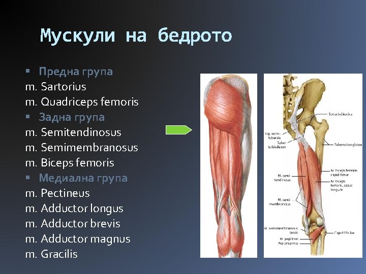 Мускули на бедрото Предна група m. Sartorius m. Quadriceps femoris Задна група m. Semitendinosus