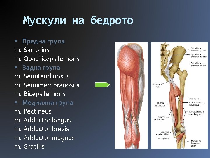 Мускули на бедрото Предна група m. Sartorius m. Quadriceps femoris Задна група m. Semitendinosus