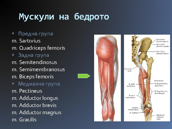 Мускули на бедрото Предна група m. Sartorius m. Quadriceps femoris Задна група m. Semitendinosus