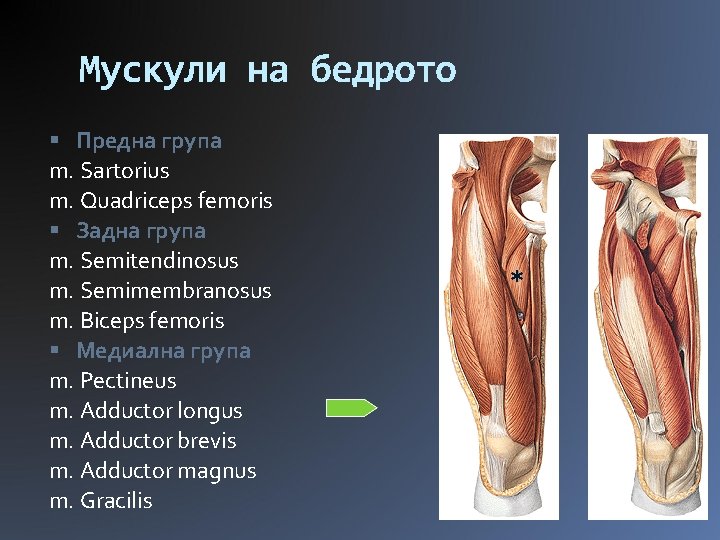 Мускули на бедрото Предна група m. Sartorius m. Quadriceps femoris Задна група m. Semitendinosus