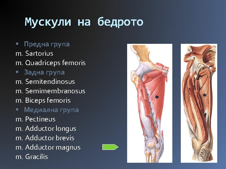 Мускули на бедрото Предна група m. Sartorius m. Quadriceps femoris Задна група m. Semitendinosus