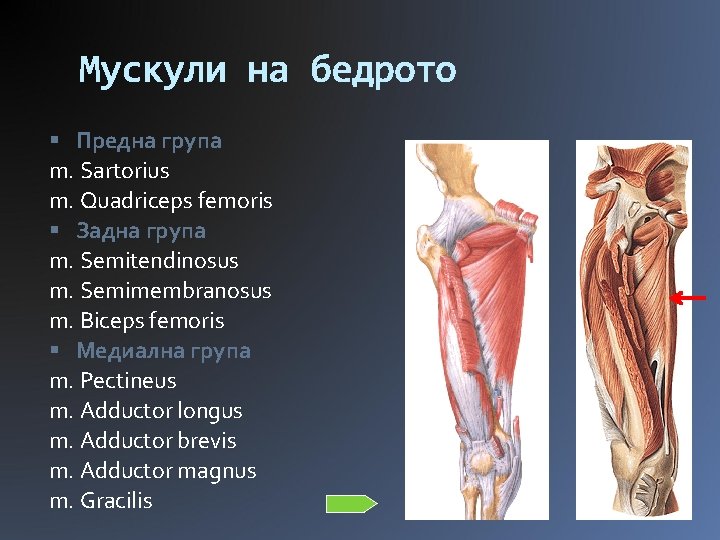 Мускули на бедрото Предна група m. Sartorius m. Quadriceps femoris Задна група m. Semitendinosus