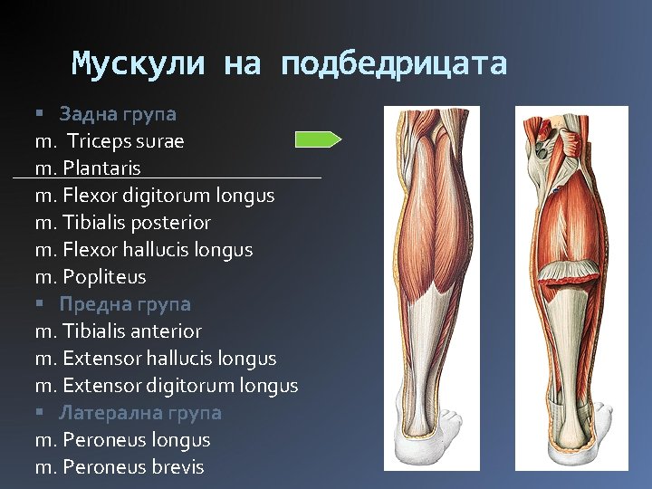Мускули на подбедрицата Задна група m. Triceps surae m. Plantaris m. Flexor digitorum longus