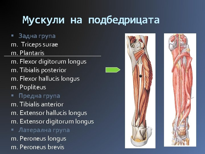Мускули на подбедрицата Задна група m. Triceps surae m. Plantaris m. Flexor digitorum longus
