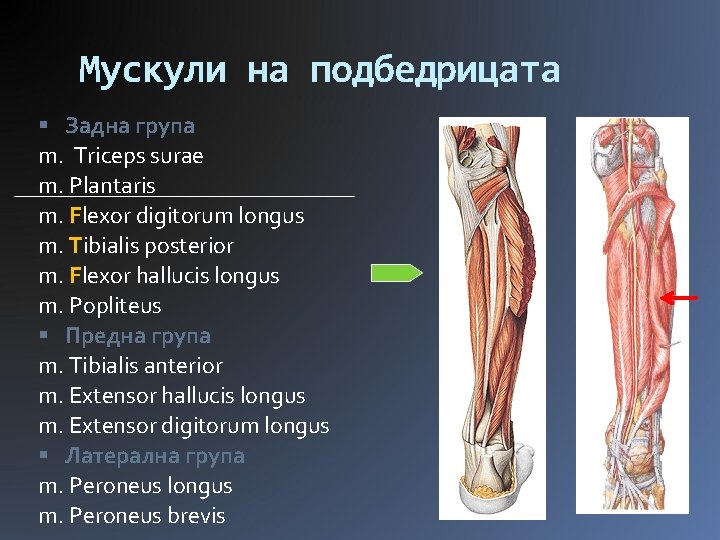 Мускули на подбедрицата Задна група m. Triceps surae m. Plantaris m. Flexor digitorum longus