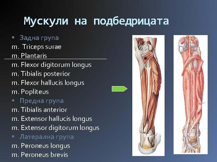 Мускули на подбедрицата Задна група m. Triceps surae m. Plantaris m. Flexor digitorum longus