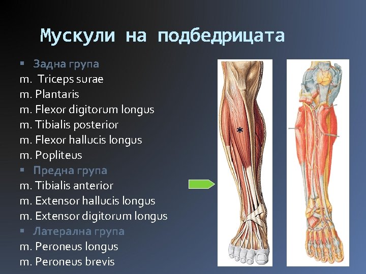 Мускули на подбедрицата Задна група m. Triceps surae m. Plantaris m. Flexor digitorum longus