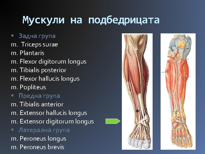 Мускули на подбедрицата Задна група m. Triceps surae m. Plantaris m. Flexor digitorum longus