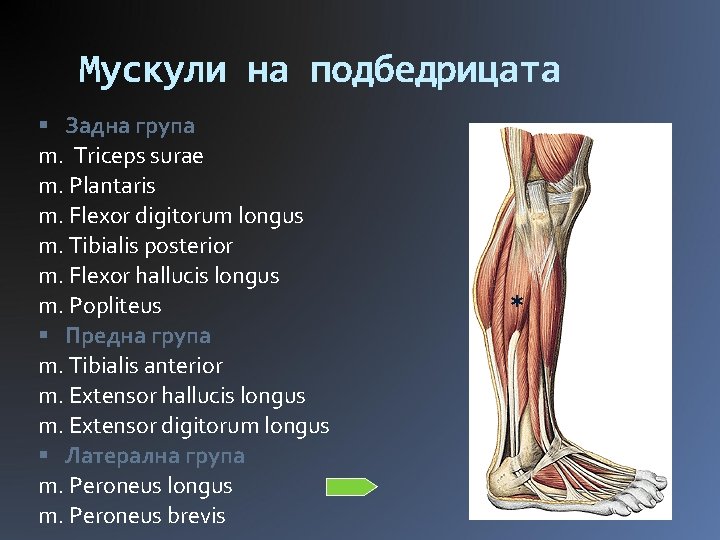 Мускули на подбедрицата Задна група m. Triceps surae m. Plantaris m. Flexor digitorum longus