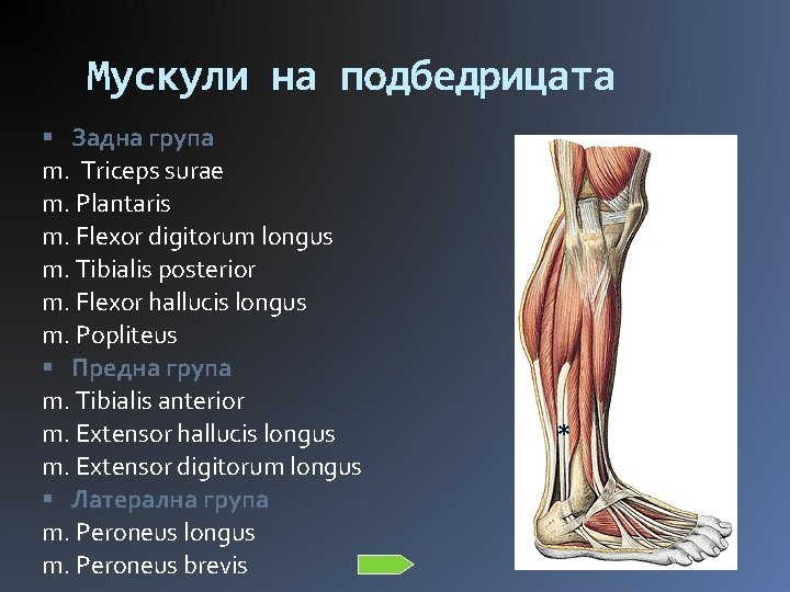 Мускули на подбедрицата Задна група m. Triceps surae m. Plantaris m. Flexor digitorum longus