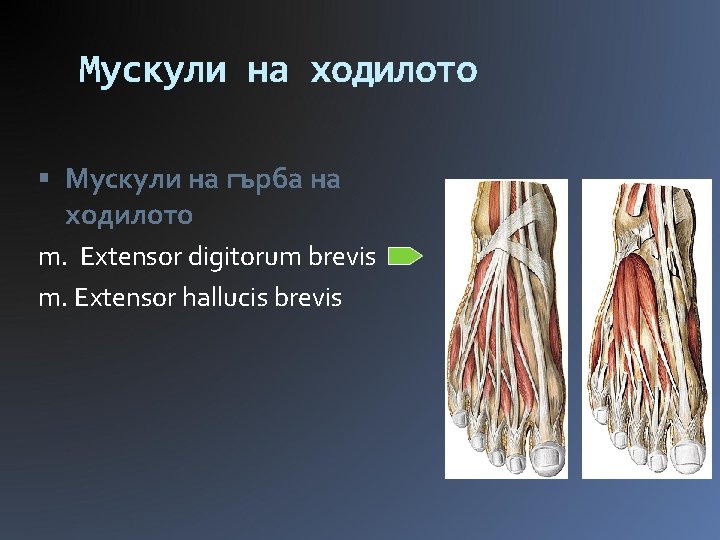 Мускули на ходилото Мускули на гърба на ходилото m. Extensor digitorum brevis m. Extensor