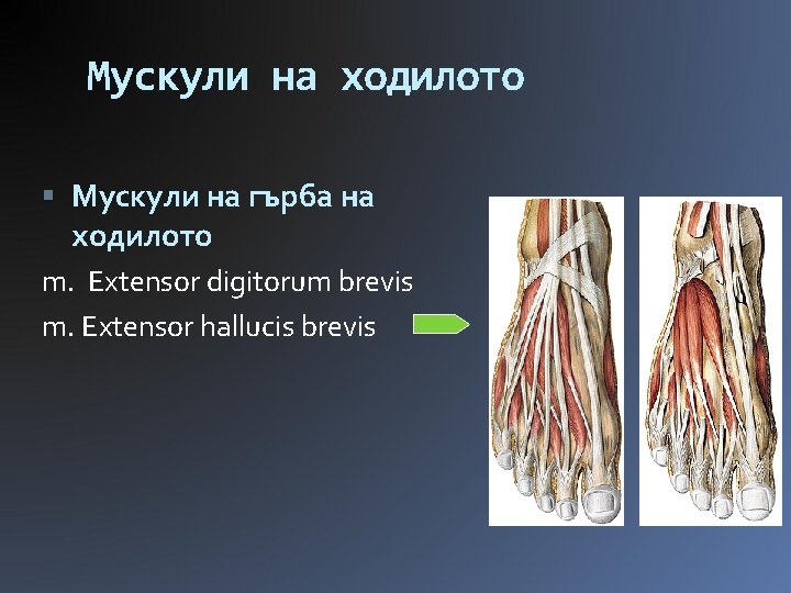 Мускули на ходилото Мускули на гърба на ходилото m. Extensor digitorum brevis m. Extensor
