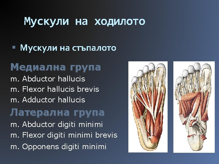 Мускули на ходилото Мускули на стъпалото Медиална група m. m. m. Abductor hallucis Flexor