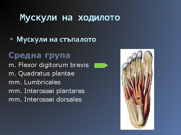 Мускули на ходилото Мускули на стъпалото Средна група m. Flexor digitorum brevis m. Quadratus