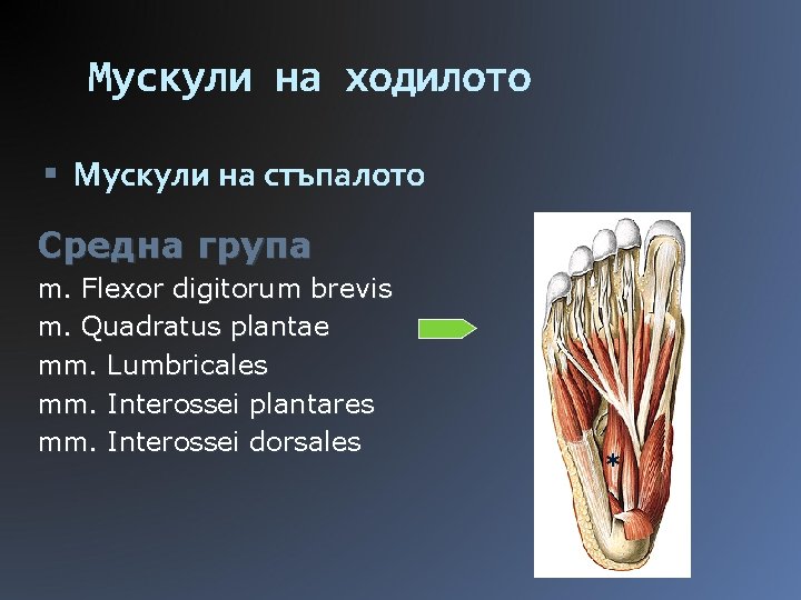 Мускули на ходилото Мускули на стъпалото Средна група m. Flexor digitorum brevis m. Quadratus