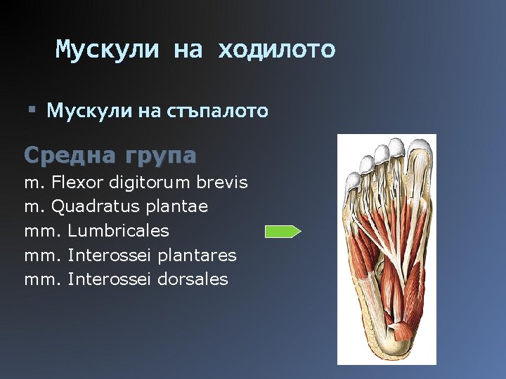 Мускули на ходилото Мускули на стъпалото Средна група m. Flexor digitorum brevis m. Quadratus