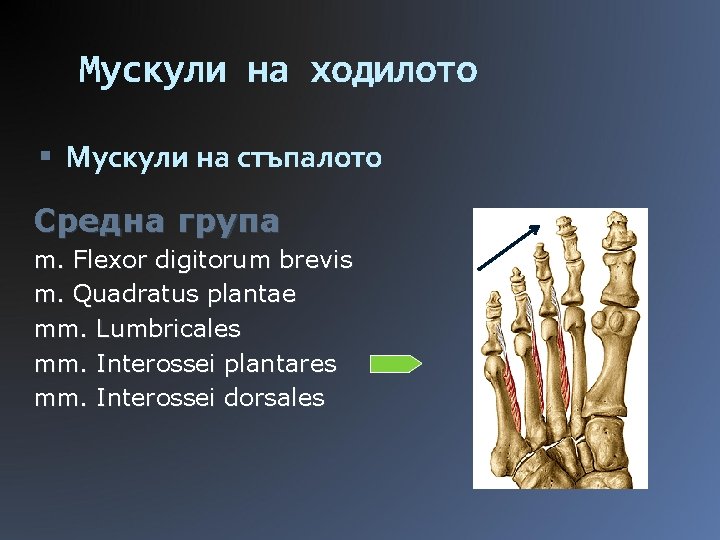 Мускули на ходилото Мускули на стъпалото Средна група m. Flexor digitorum brevis m. Quadratus