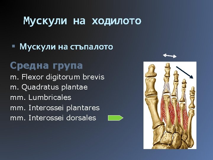 Мускули на ходилото Мускули на стъпалото Средна група m. Flexor digitorum brevis m. Quadratus