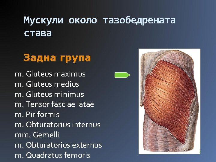 Мускули около тазобедрената става Задна група m. Gluteus maximus m. Gluteus medius m. Gluteus