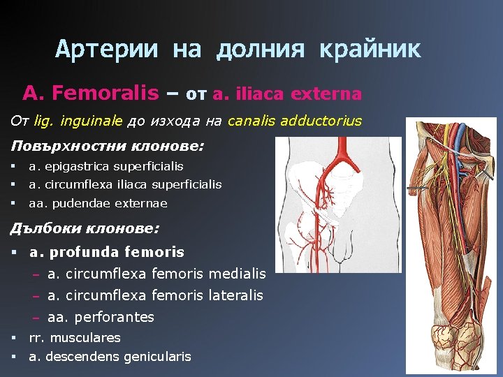 Артерии на долния крайник A. Femoralis – от a. iliaca externa От lig. inguinale